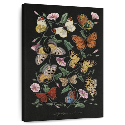 Le Jardin des Plantes Black