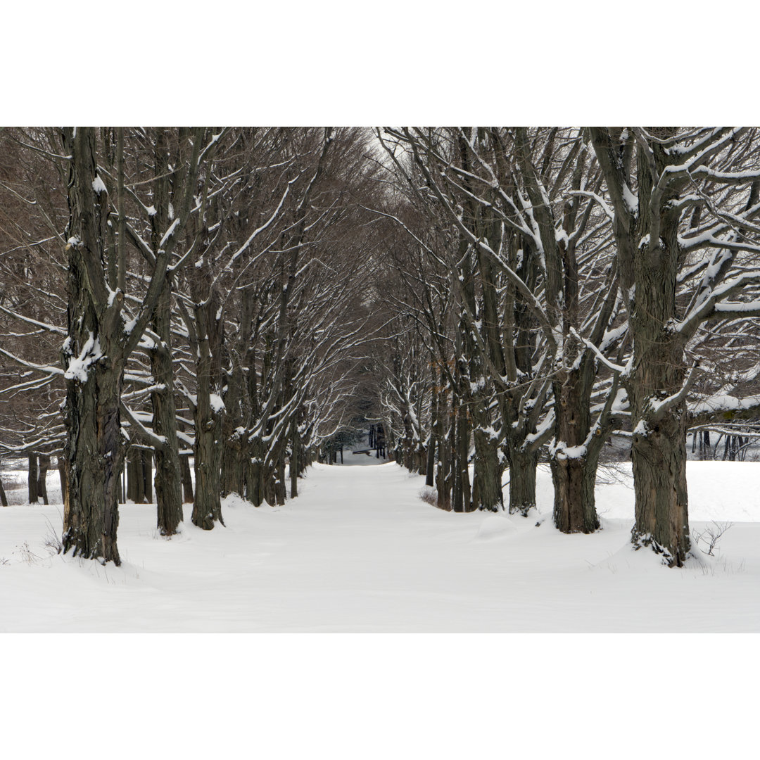 Four Seasons Tree Alley von Gmcoop - Kunstdrucke auf Leinwand ohne Rahmen