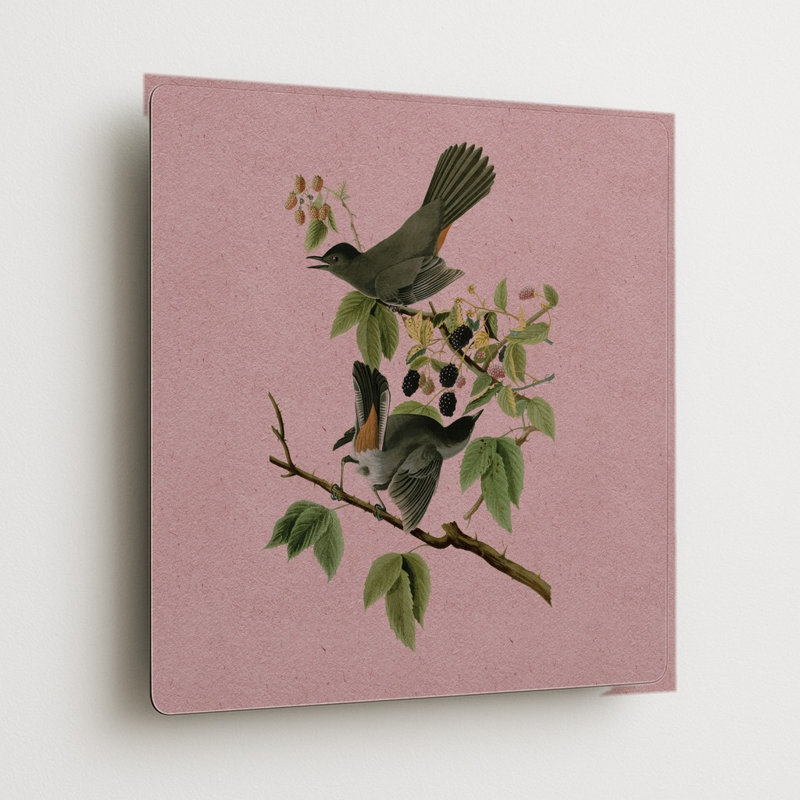 Oiseau-chat gris (Planche 128) Rose — Décoration murale carrée en métal, 8" H x 8" W