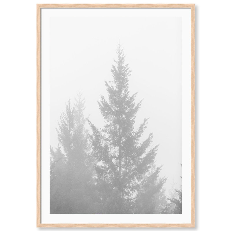 Black And White Redwoods 1 Print by Carly Tabak, 18" W x 25" H, Natural Wood