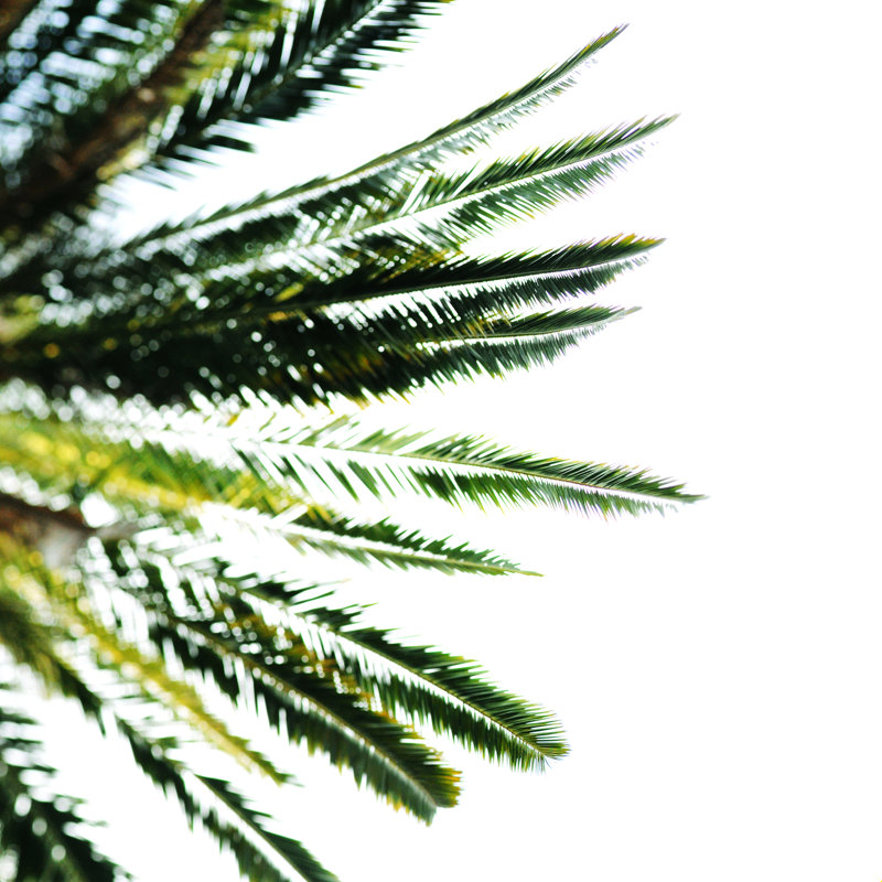 «Beverly Hills Palm Tree», impression sur toile tendue, H 12 po x l 12 po, Non, Cadre flottant blanc