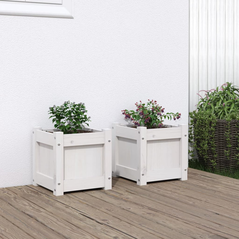 Ander Planter, 2, White Pine