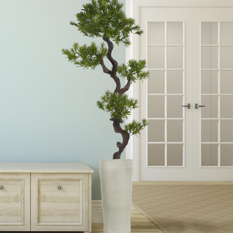 Panama Floor Yacca Tree in Planter