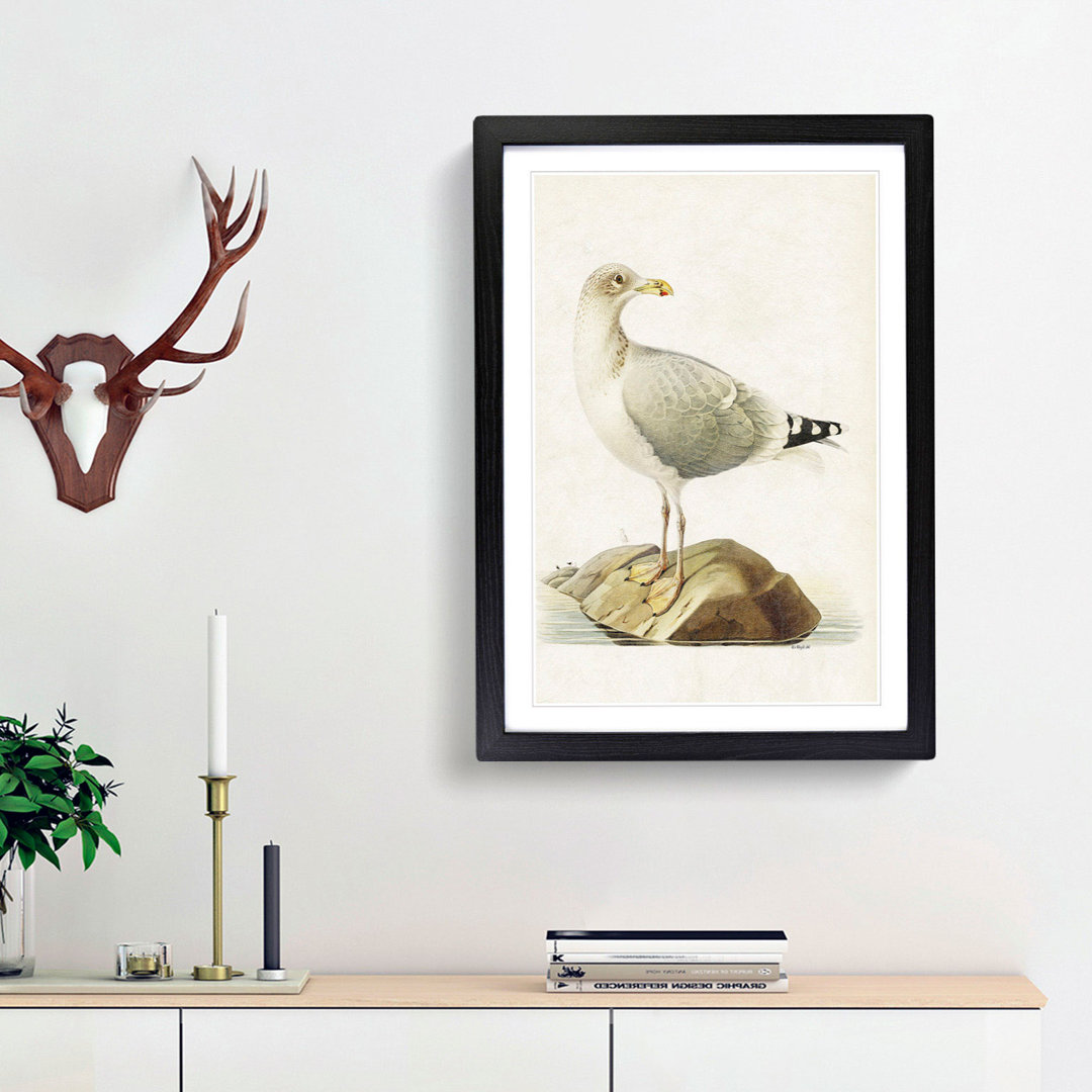 European Herring Gull by Von Wright - Picture Frame Painting Print