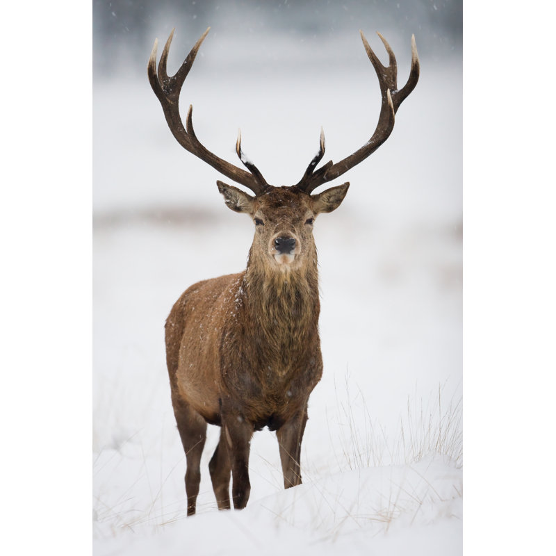Red Deer by DamianKuzdak - Wrapped Canvas Print, 76cm H x 51cm W x 3.8cm D