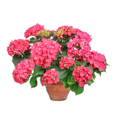 Pink Hydrangea, Isolated - Wrapped Canvas Print