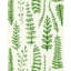 Ferns - Juniper