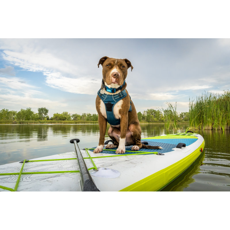 Pitbull Dog - Photographie sur toile tendue, H 24 po x l 36 po