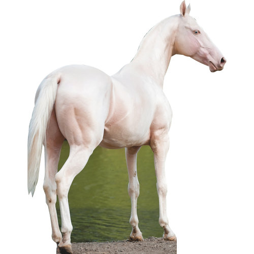 SP13118 Akhal - Teke Golden Horse Stallion