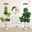 150cm Plant