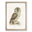 Boreal Owl by Von Wright - Picture Frame Painting Print-55513090-55513093