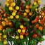 Plastic, Silk Artificial Arrangement-89222290