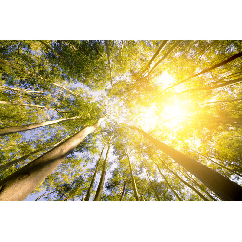 Grove - Wrapped Canvas Print, 30cm H x 46cm W