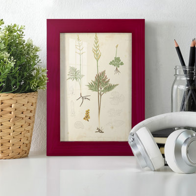 Fern Study II, reproduction d'art encadrée
