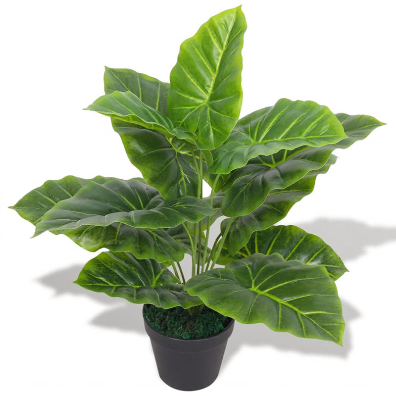 45cm Ficus Plant in Pot, 11cm H x 12.5cm W x 12.5cm D