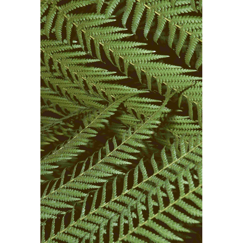 Motif de la nature II, H 12 po x l 8 po