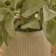 21cm Plant