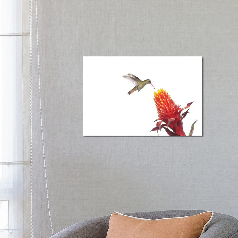 Gilded Hummingbird Feeding On Flower Nectar, Argentina by Agustin Esmoris - Wrapped Canvas Print