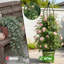 Obélisque treillis pour plantes grimpantes-273061384-276630029