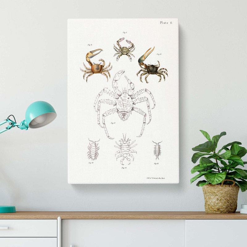 Crabs & Sea Creatures PL. 8 by J.E. De Kay - Wrapped Canvas Painting, 50cm H x 35cm W x 3cm D