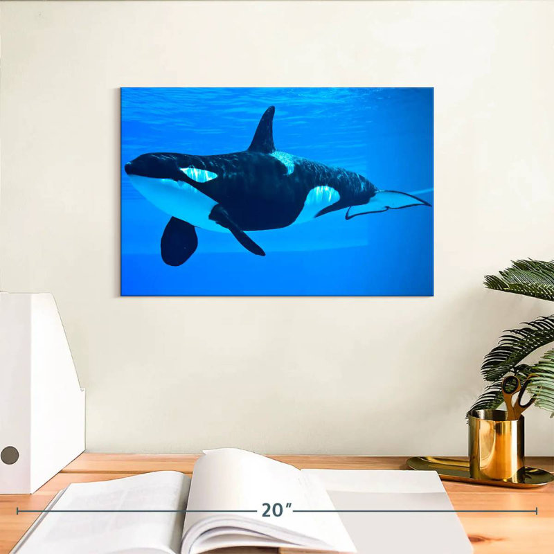 Brampt Friendly Killer Whale, 8" H x 12" W