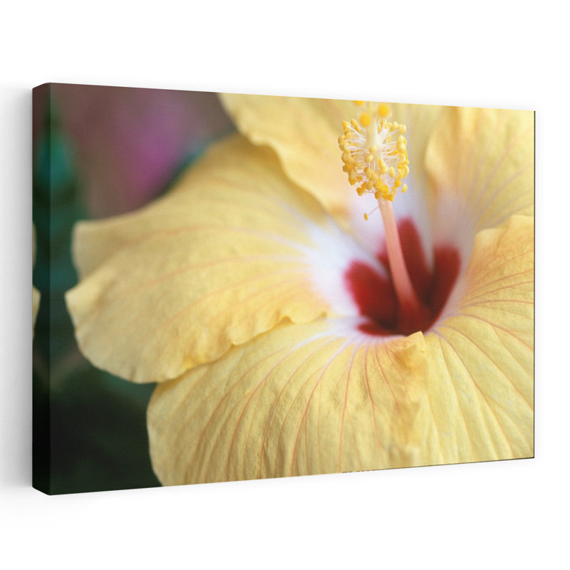 Hibiscus délicat, élégant, fleur d'hibiscus tranquille, art naturel, H 40 po x l 60 po