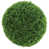 Common Cypress is out of stock