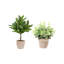 PLANT 2PK POT EUCALYPTUS 10IN CITRUS 16IN