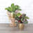 Live Prayer Plant Set in Classic Pots-78391162