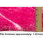 Tapis modernes fabriqués à la main 3 po D-801 par Handcraft Rugs 7,5 po x 10,4 po-596052739