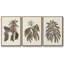 Sépia Botanical Journal VI 3 pièces-97711661-97711663