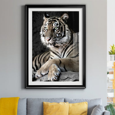 " Sumatran Tiger "