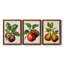 Antique Fruit IX - Ensemble de 3 peintures sur toiles encadrées-1360715212-1360715208