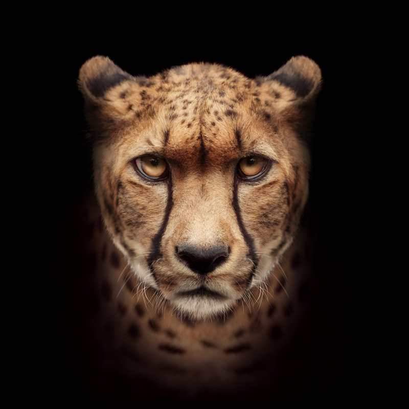 Cheetah Head - Wrapped Canvas Print, 122cm H x 122cm W