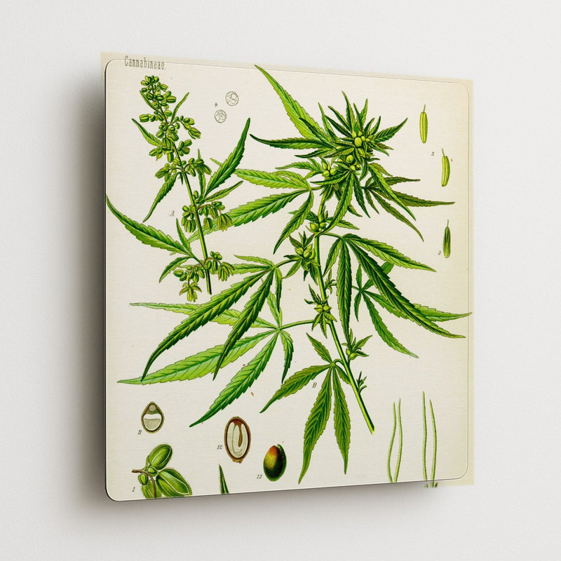 Cannabis sativa L. (1887) — Décoration murale carrée en métal, H 8 po x l 8 po