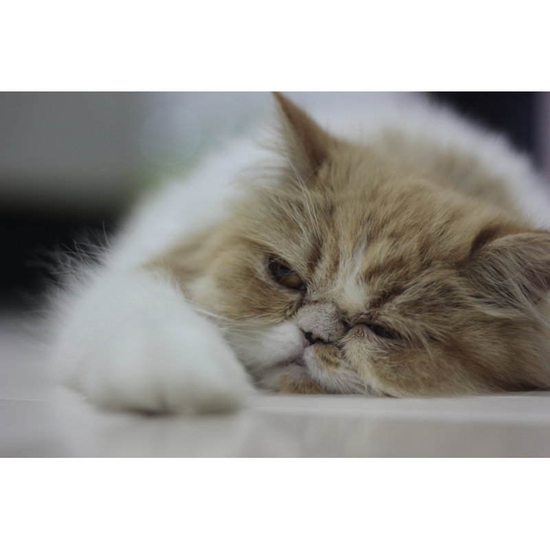 Sad-Faced Cat - Wrapped Canvas Print, 30cm H x 46cm W x 3.8cm D