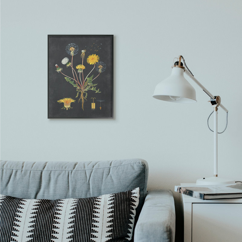 «Botanical Dessin Dandelion On Black Design», impression, H 20 po x l 16 po, Giclée encadrée noir minuit