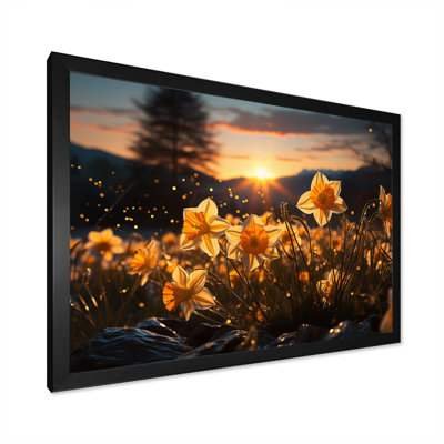 " Daffodils Field Sunset I "