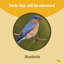 Birds Choice 3 oz. Mangeoire à fleurs Bluebird pour fruits séchés ou vers de farine, bleu