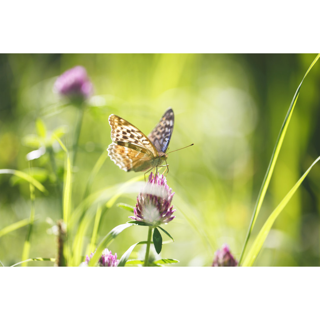 Schmetterling auf einer Blume im Sommer von Rike - Leinwandbild