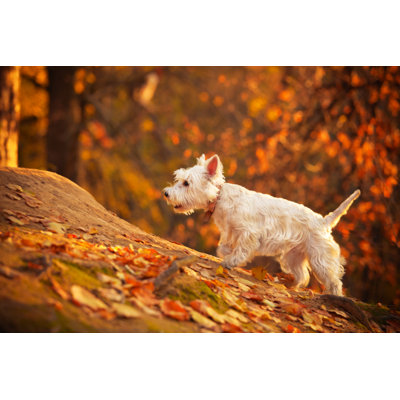 Autumn Westie by Salima Senyavskaya