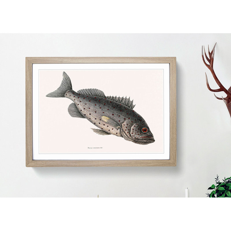 Rockfish by Mark Catesby - Picture Frame Painting Print, Oak, 60cm H x 91cm W x 2cm D
