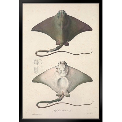 " Vintage Stingray "