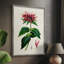 AntiqueFloralFolioI, reproduction encadrée - bois massif-1894796397