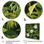 Rainforest Jungle Plants Landscape 1 - Jungle, art mural-201778388-201778389