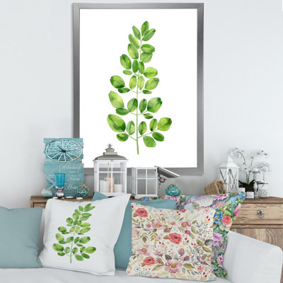 " Moringa Branch Tropical Tree Foliage "