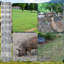 Gate Fencing-128800461