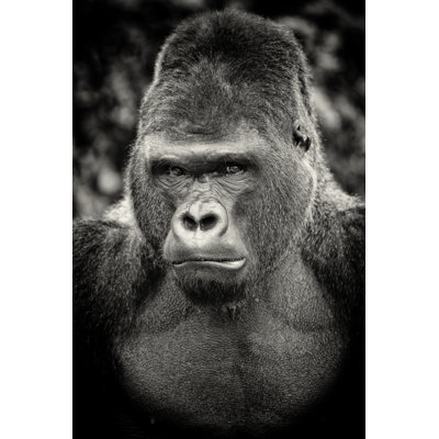 Black And White Portrait Of Angry Silverback Gorilla by RelaxFoto.de - No Frame Art Prints on Canvas