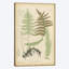 «Lastrea Thelypteris», impression sur toile-31847905-73206592-73206598