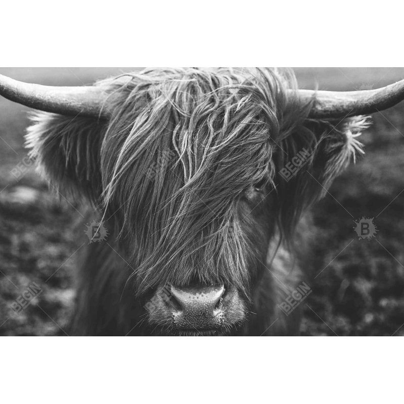 «Portrait monochrome Highland Cow» sur toile